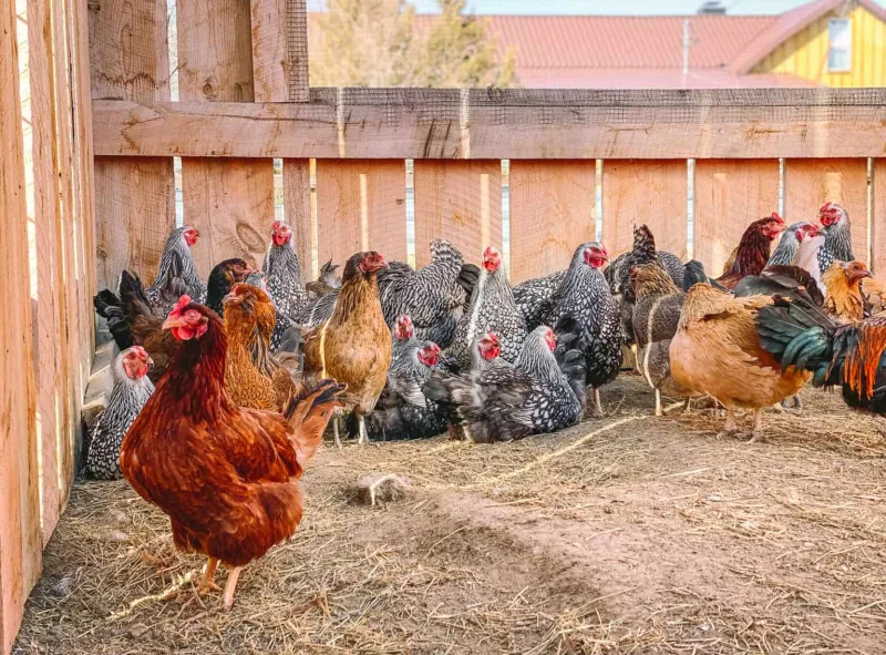 Scratch, Peck, Profit: How to Run a Backyard Chicken Flock That Actually Earns Its Keep