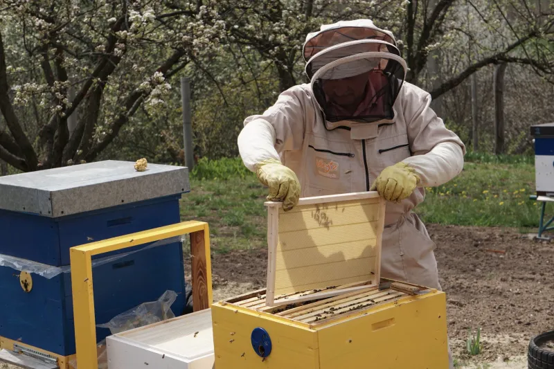 Bees, Wax, and Honey: A Budget-Friendly Beekeeping Guide for the Self-Sufficient Homesteader