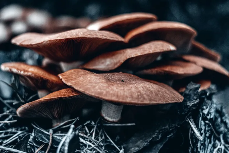 Logs, Straw, and Coffee Grounds: How to Grow Mushrooms on Your Homestead All Year Long