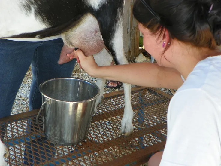 Got Milk? Here's How Homesteaders Are Making Butter, Cheese, and Real Food Independence