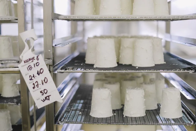 Milk Money: How to Build a Small-Scale Dairy Operation That Actually Pays