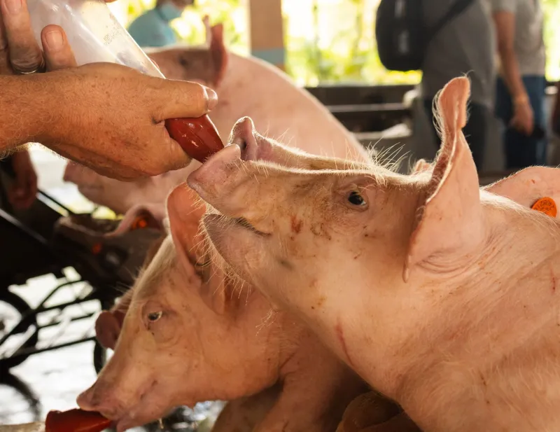 Raise It, Sell It, Keep It Legal: How to Build a Meat Business Right Off Your Homestead