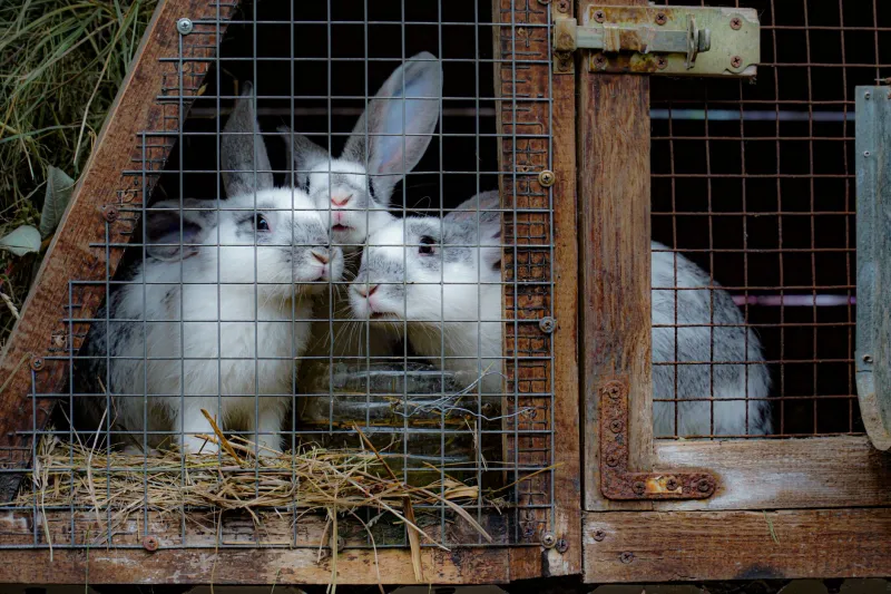 Small Animal, Big Payoff: Why Rabbits Are the Perfect First Livestock for Your Homestead
