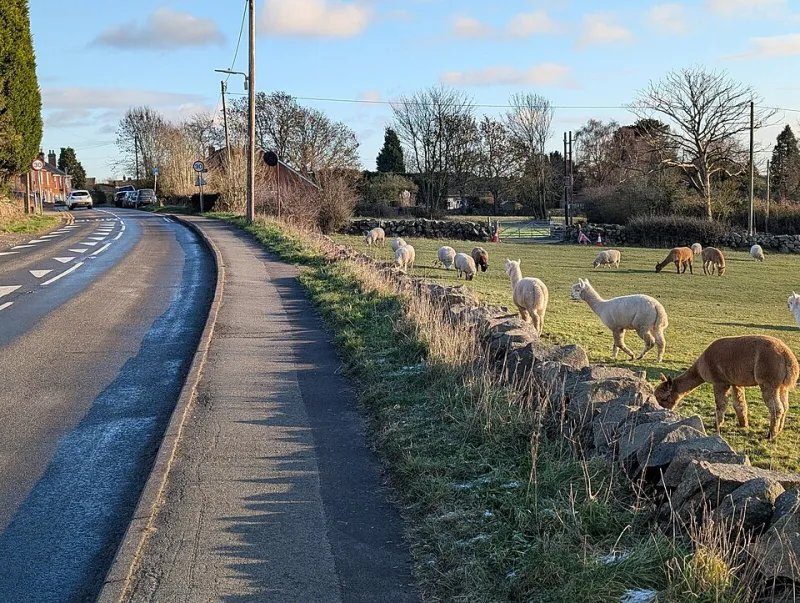 Wool, Warmth, and Worth: The Case for Adding Sheep or Alpacas to Your Homestead