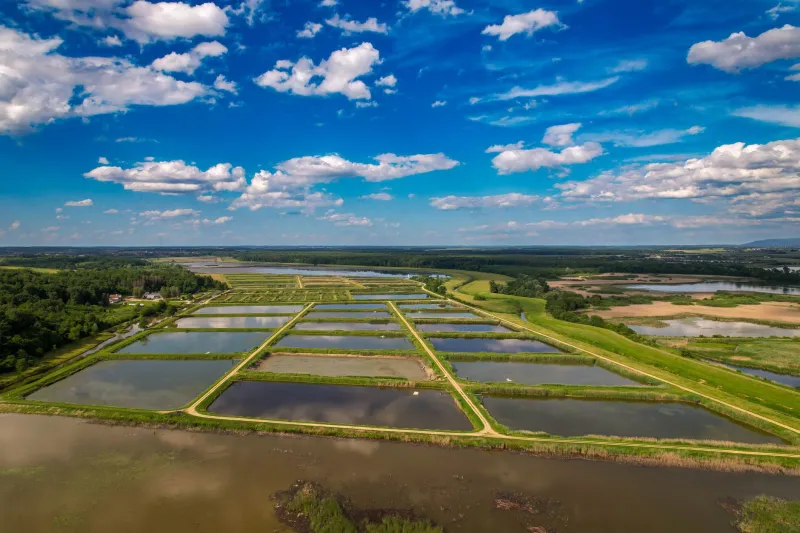 Wet Land, Real Money: How to Turn Soggy Acres Into a Thriving Aquaculture Operation