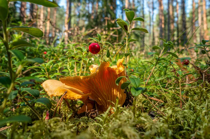 Wild and Free: How to Build a Foraging System That Feeds Your Family and Funds Your Homestead